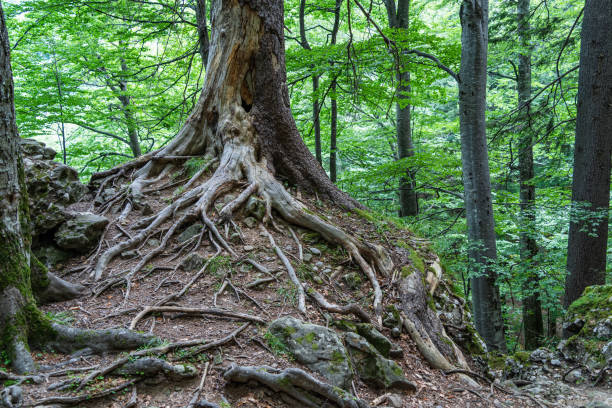 istock Tree roots at the surface of the ground in the forest 2153573106