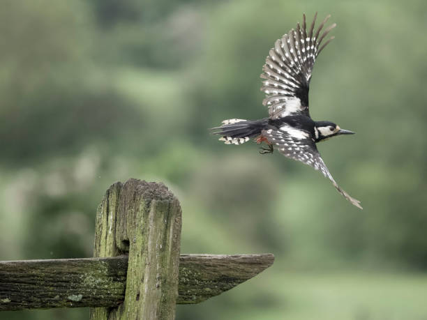istock Great-spotted woodpecker, Dendrocopos major 2153573179