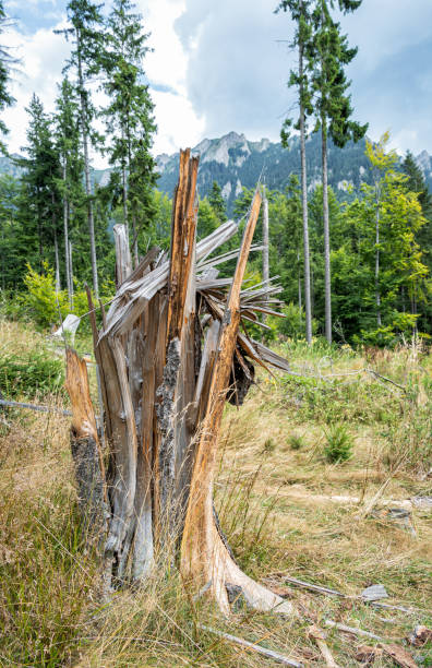 Tree trunks snapped or broken by the wind storms in the mountain forest.