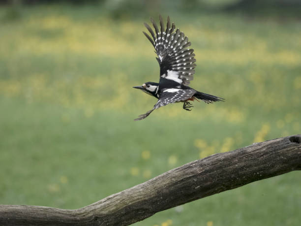 istock Great-spotted woodpecker, Dendrocopos major 2153573184