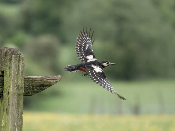 istock Great-spotted woodpecker, Dendrocopos major 2153573187
