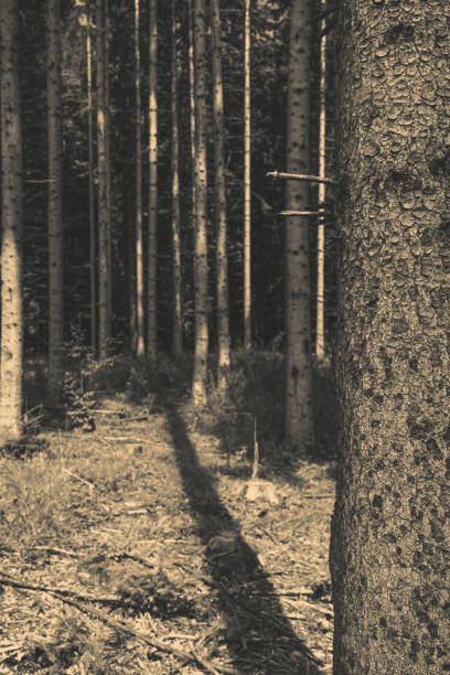 dark dense forest in the color of the year 2025 Mocha Mousse. High quality photo