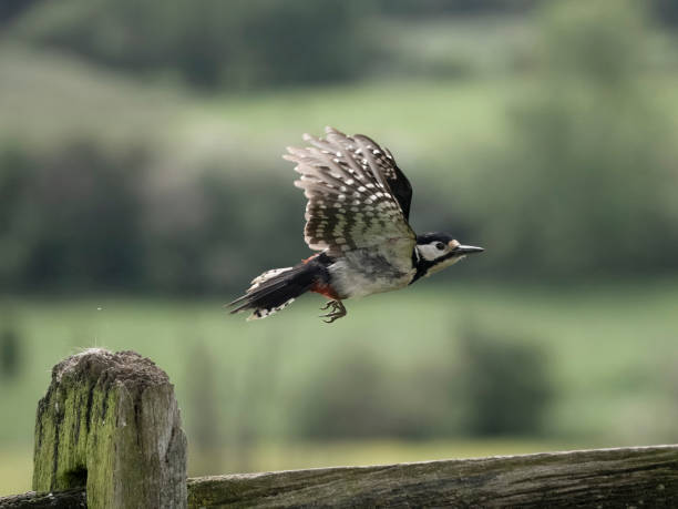 istock Great-spotted woodpecker, Dendrocopos major 2153573196
