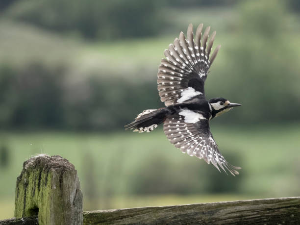 istock Great-spotted woodpecker, Dendrocopos major 2153573199