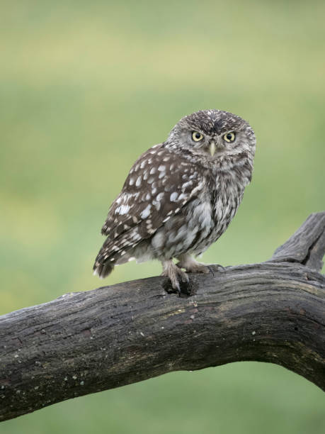 istock Little owl, Athene noctua 2153573201