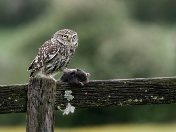 istock Little owl, Athene noctua 2153573219
