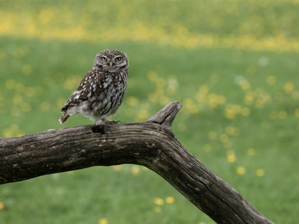 Little owl, Athene noctua, single bird on branch, Worcestershire, May 2024