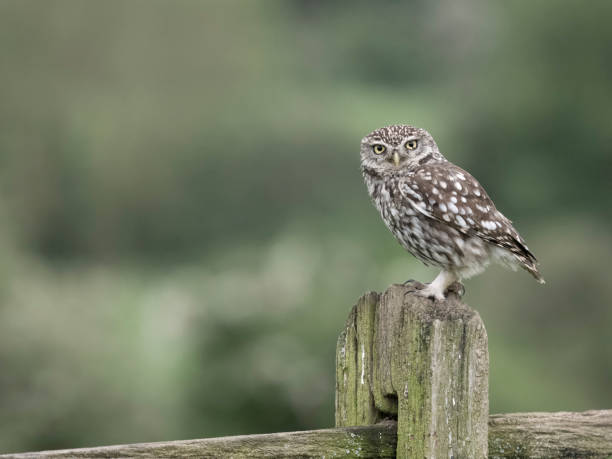 istock Little owl, Athene noctua 2153573256