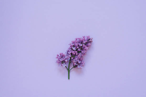 A macro photograph highlighting the delicate beauty of lilac flowers in full bloom, with soft petals and intricate textures creating a serene and refreshing springtime scene.