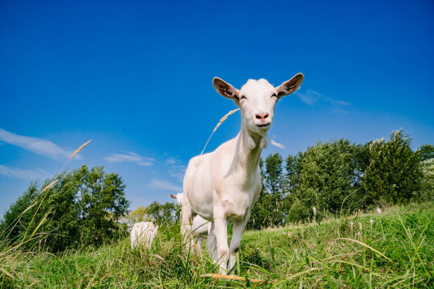 istock Goat Herd in the Sunny Village with Blue Sky Background 2153574570
