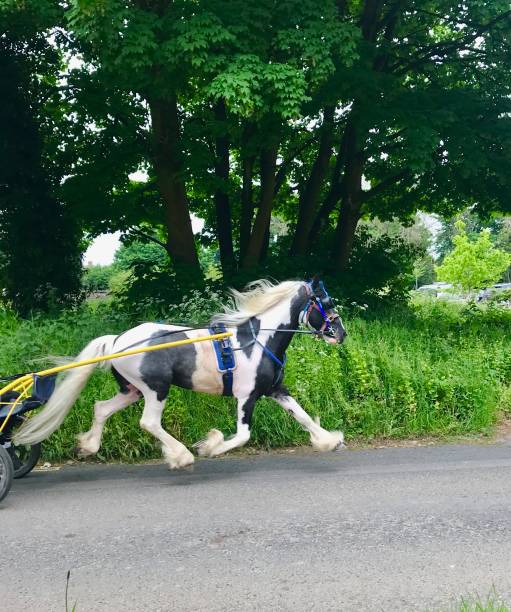 istock Gypsy Horse Fair 2153575616