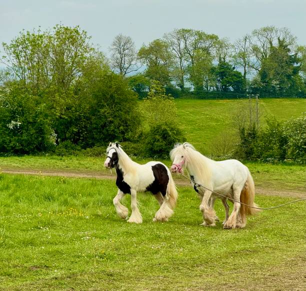 Irish Travellers selling horses in England