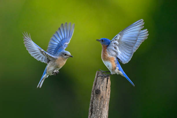 Blue Bird Floating Bird Blue Bird Floating Bird