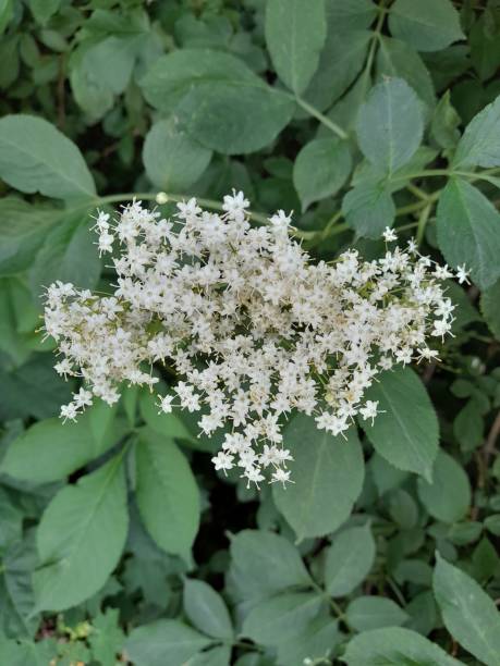 istock Elderberry in the garden 2153577568