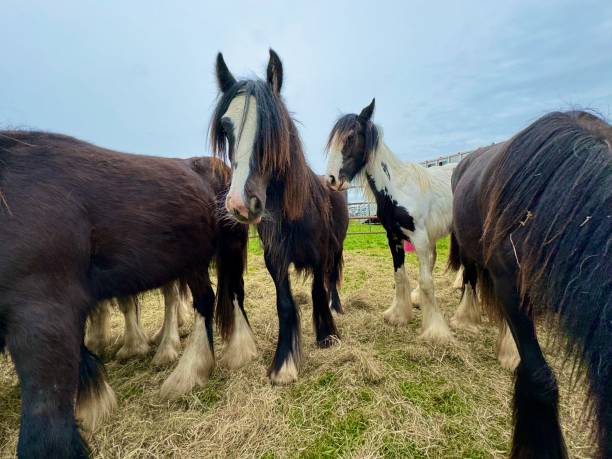 istock Gypsy Horse Fair 2153578669