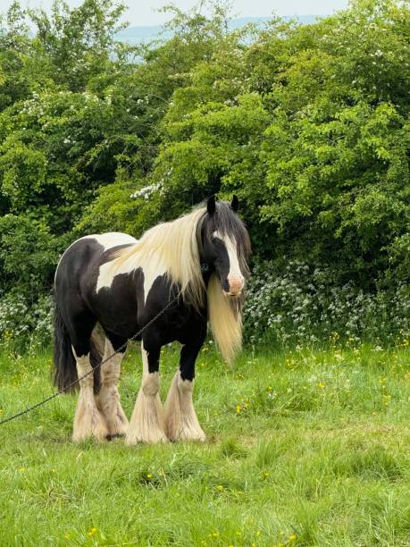 istock Gypsy Horse Fair 2153578811
