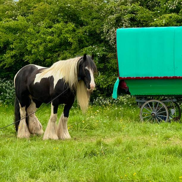 istock Gypsy Horse Fair 2153579128