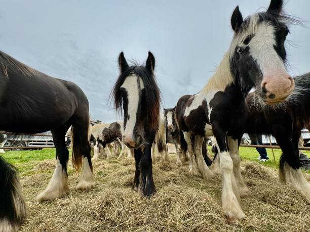 istock Gypsy Horse Fair 2153580779