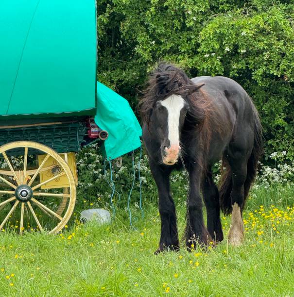 istock Gypsy Horse Fair 2153581002