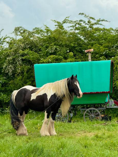 istock Gypsy Horse Fair 2153581024