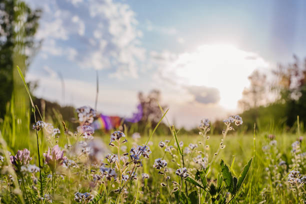 istock Sunlit Meadow with Flowers Against Forest Backdrop 2153581537