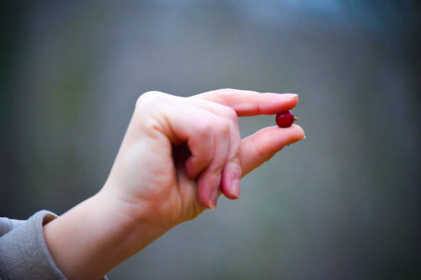 delicate female hand reaches for vibrant red lingonberries in a clear container, symbolizing the beauty of nature's harvest and the connection between humanity and the earth