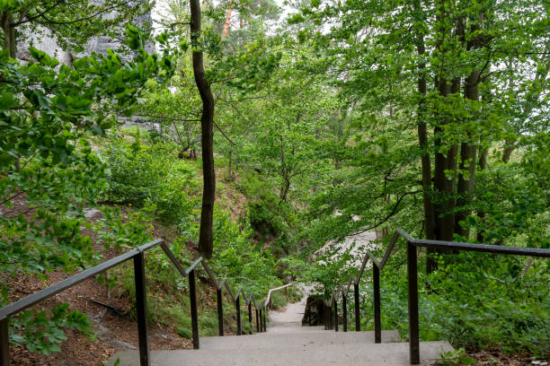 istock A staircase leading up to a forest 2153582526