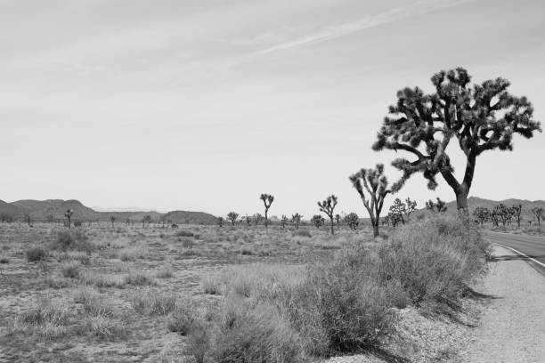 Trees and Desert in Joshua Tree National Park