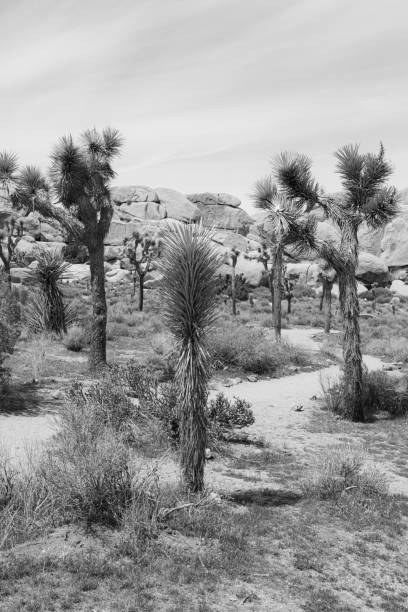 Trees and Desert in Joshua Tree National Park