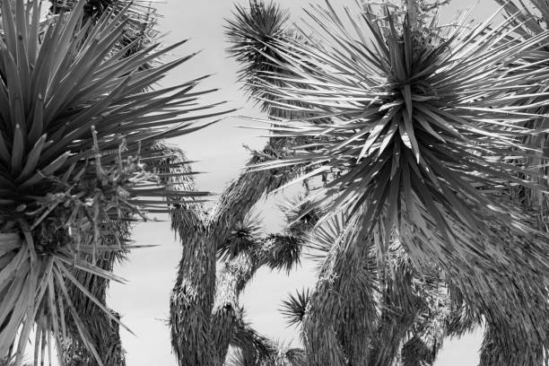Trees and Desert in Joshua Tree National Park