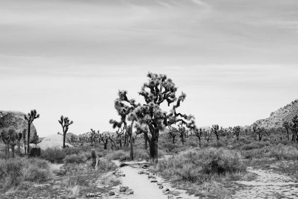 istock Joshua Trees - Black and white 2153583522