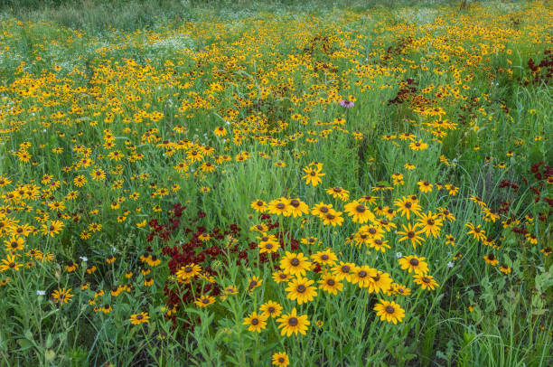 istock Summer Wildflower Meadow 2153583562
