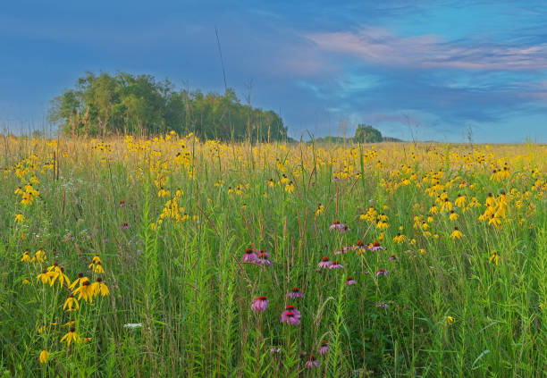 istock Summer Tall Grass Prairie and Wildflower Meadow 2153583730