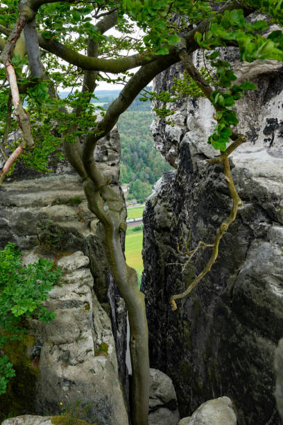 A tree is growing out of a cliff