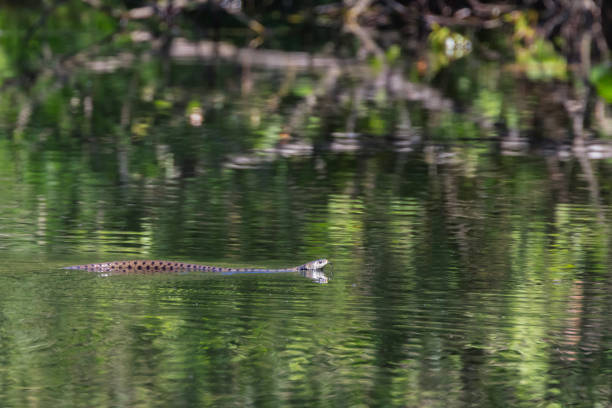 Water Snake in a pond.