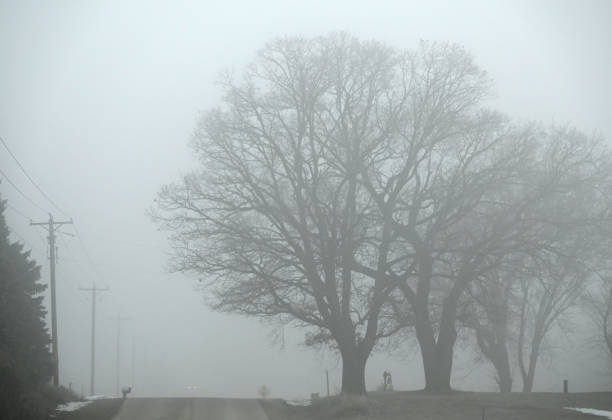 Leafless trees by the road in the fog.