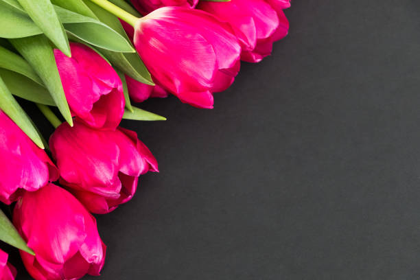 A beautiful, magenta coloured tulip in a garden.