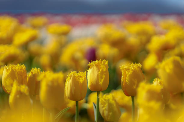 Selective focus on yellow fringe tulips