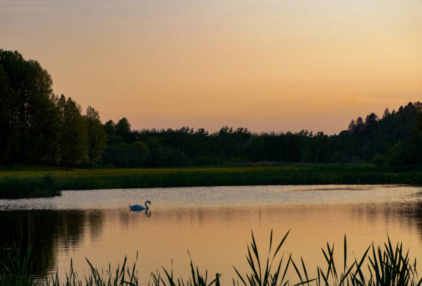 A swan swimming in a lake during sunset