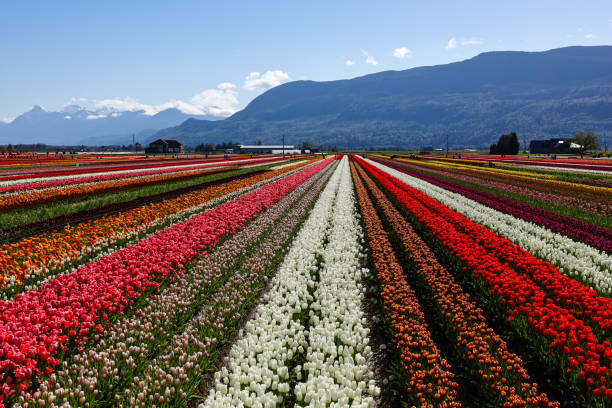 istock Abbotsford Tulip Festival 2153590490