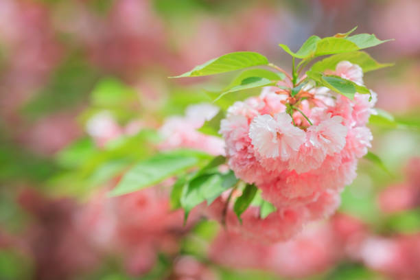 Double cherry blossoms blooming at the tips of branches