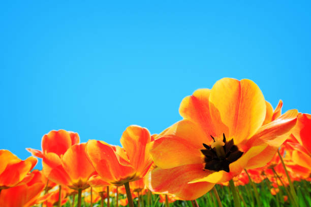 Tulip flower spring background