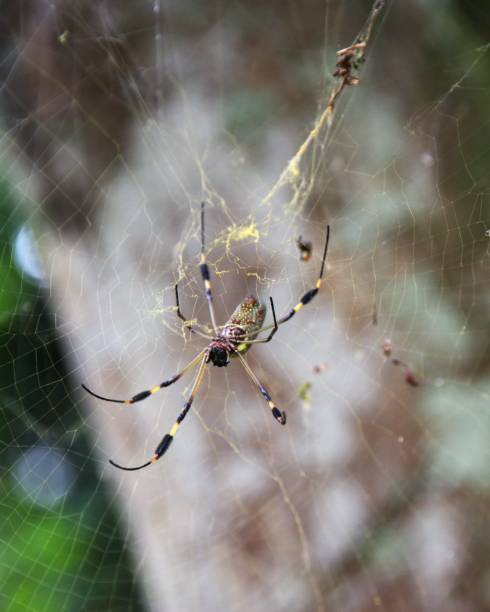 istock Golden Orb Weaver Spider 2153593817