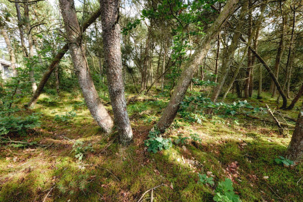 Autumn photos in Denmark