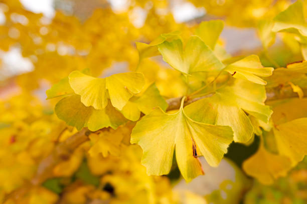 Autumn photos in Denmark