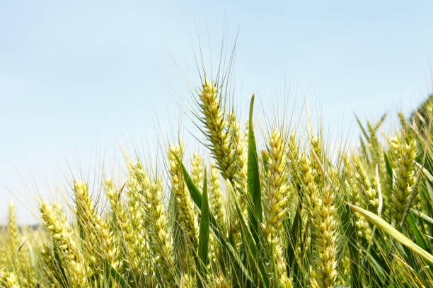 istock The green wheat field 2153595290