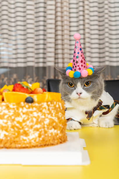istock cute british shorthair cat celebrating her birthday vertical composition 2153599059
