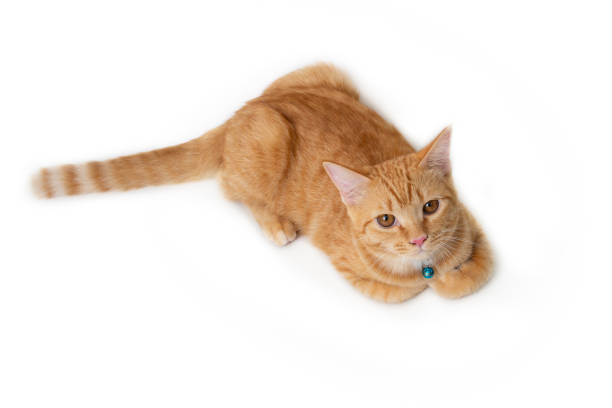 istock Cute orange cat lies down and looks up overhead. 2153599095