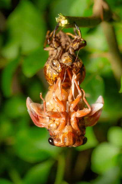 A close up of a cicada on a stick.