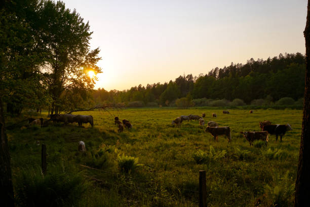 istock High angle view of cows grazing on field 2153599719